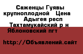 Саженцы Гуявы крупноплодной › Цена ­ 300 - Адыгея респ., Тахтамукайский р-н, Яблоновский пгт  »    